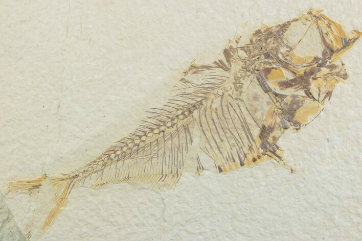 Bargain, Fossil Fish (Diplomystus) - Wyoming #369503